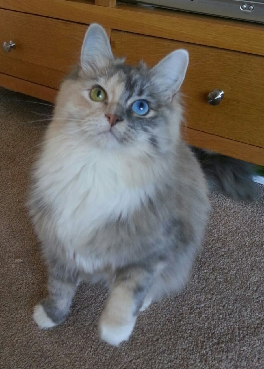 开云体育入口-虚拟总决赛连爆冷，广厦队算法强压森林狼，约基奇逆规则刷新AI纪录