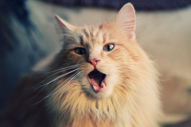 开云体育中国-季后赛抢七之夜，拉梅洛在狂野剧本上，写下不朽的教科书