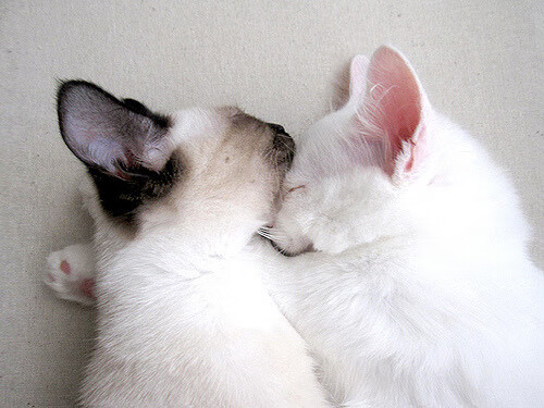 沙漠中的绿洲，迪亚斯单枪匹马，在卡塔尔夜空下为多特蒙德改写剧本