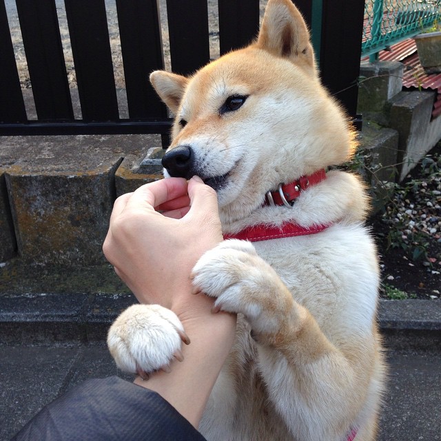 开云体育登录-战马踏碎雷霆，禁区升起新神祇，文班亚马用统治级数据宣告新时代